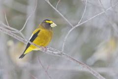 Evening Grosbeak, Coccothraustes vespertinus