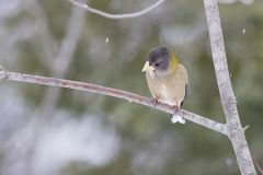 Evening Grosbeak, Coccothraustes vespertinus