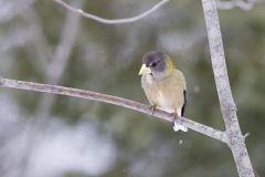 Evening Grosbeak, Coccothraustes vespertinus