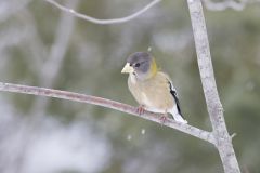 Evening Grosbeak, Coccothraustes vespertinus