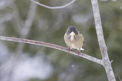 Evening Grosbeak, Coccothraustes vespertinus