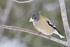 Evening Grosbeak, Coccothraustes vespertinus