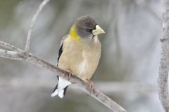 Evening Grosbeak, Coccothraustes vespertinus