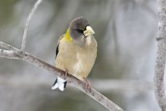 Evening Grosbeak, Coccothraustes vespertinus