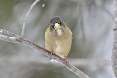 Evening Grosbeak, Coccothraustes vespertinus