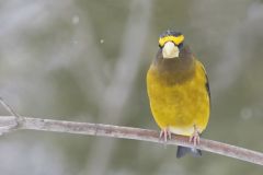 Evening Grosbeak, Coccothraustes vespertinus