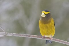 Evening Grosbeak, Coccothraustes vespertinus