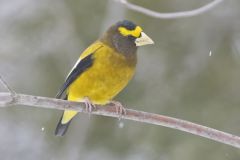 Evening Grosbeak, Coccothraustes vespertinus