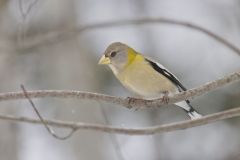 Evening Grosbeak, Coccothraustes vespertinus