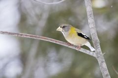 Evening Grosbeak, Coccothraustes vespertinus