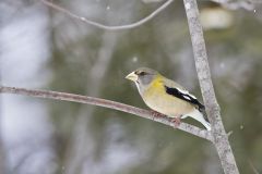 Evening Grosbeak, Coccothraustes vespertinus