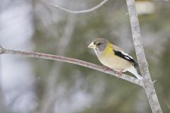 Evening Grosbeak, Coccothraustes vespertinus