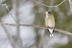 Evening Grosbeak, Coccothraustes vespertinus