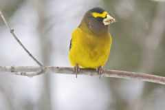 Evening Grosbeak, Coccothraustes vespertinus