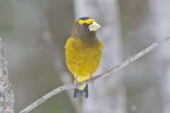 Evening Grosbeak, Coccothraustes vespertinus