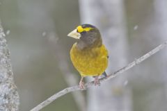 Evening Grosbeak, Coccothraustes vespertinus