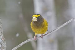 Evening Grosbeak, Coccothraustes vespertinus