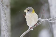 Evening Grosbeak, Coccothraustes vespertinus