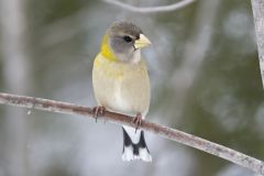 Evening Grosbeak, Coccothraustes vespertinus