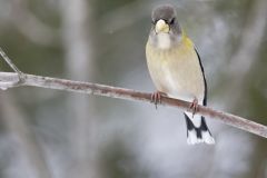 Evening Grosbeak, Coccothraustes vespertinus