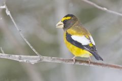 Evening Grosbeak, Coccothraustes vespertinus