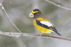 Evening Grosbeak, Coccothraustes vespertinus