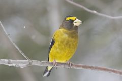 Evening Grosbeak, Coccothraustes vespertinus