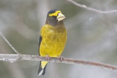 Evening Grosbeak, Coccothraustes vespertinus