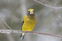 Evening Grosbeak, Coccothraustes vespertinus