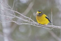 Evening Grosbeak, Coccothraustes vespertinus