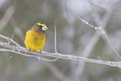 Evening Grosbeak, Coccothraustes vespertinus