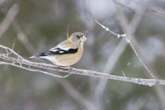 Evening Grosbeak, Coccothraustes vespertinus