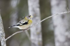 Evening Grosbeak, Coccothraustes vespertinus