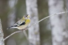 Evening Grosbeak, Coccothraustes vespertinus