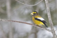 Evening Grosbeak, Coccothraustes vespertinus