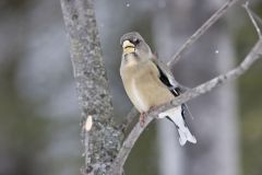 Evening Grosbeak, Coccothraustes vespertinus