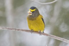 Evening Grosbeak, Coccothraustes vespertinus