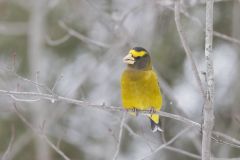 Evening Grosbeak, Coccothraustes vespertinus