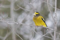 Evening Grosbeak, Coccothraustes vespertinus