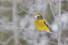 Evening Grosbeak, Coccothraustes vespertinus