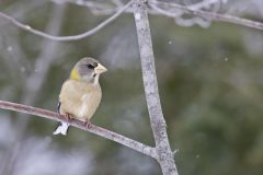 Evening Grosbeak, Coccothraustes vespertinus