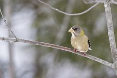 Evening Grosbeak, Coccothraustes vespertinus