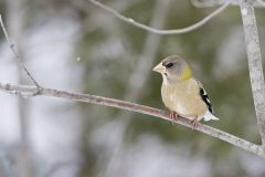 Evening Grosbeak, Coccothraustes vespertinus