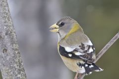 Evening Grosbeak, Coccothraustes vespertinus