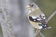 Evening Grosbeak, Coccothraustes vespertinus