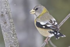 Evening Grosbeak, Coccothraustes vespertinus