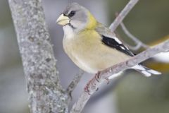 Evening Grosbeak, Coccothraustes vespertinus