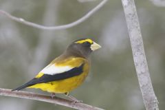 Evening Grosbeak, Coccothraustes vespertinus