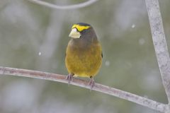 Evening Grosbeak, Coccothraustes vespertinus