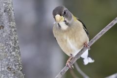 Evening Grosbeak, Coccothraustes vespertinus